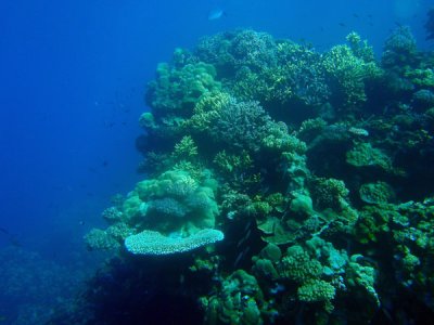 Coral - Abu Adila Reef, Sudan-Red Sea