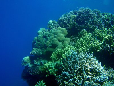 Coral - Abu Adila Reef, Sudan-Red Sea