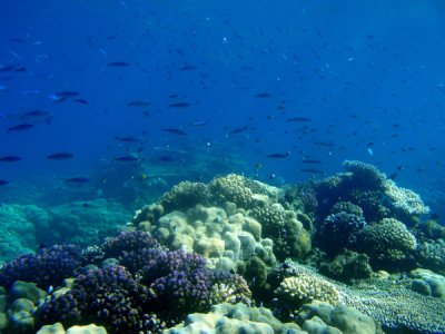 Abu Adila Reef, Sudan-Red Sea