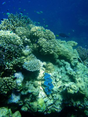 Abu Adila Reef, Sudan-Red Sea