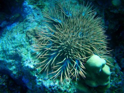 Crown-of-thorns starfish, Sudan-Red Sea