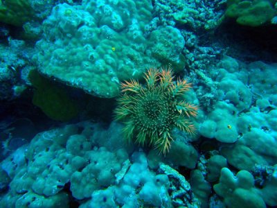 Crown-of-thorns starfish, Sudan-Red Sea