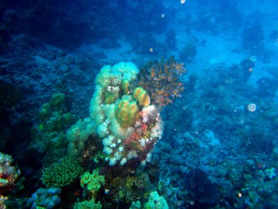Abu Adila Reef, Sudan-Red Sea