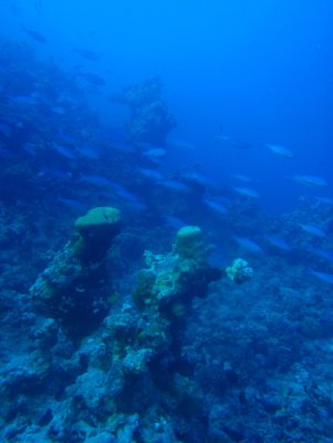 Abu Adila Reef, Sudan-Red Sea