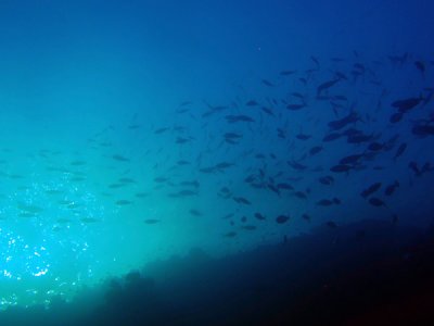 School of fish, Abu Adila, late afternoon