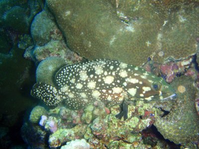 Whitespotted Grouper (Epinephelus coeruleopunctatus) Sudan-Red Sea