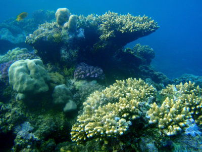 Abu Adila reef, Sudan-Red Sea