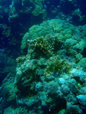 Sha’ab Rumi Reef - a famous Sudan dive site