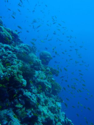 Sha'ab Rumi, Sudan-Red Sea