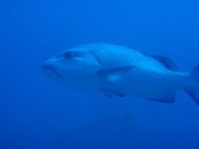 Red Bass (Lutjanus bohar) Sudan-Red Sea