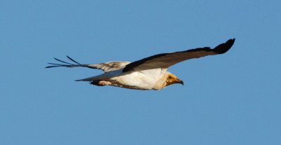g3/93/329493/3/120988387.DcUCSecN.jpg