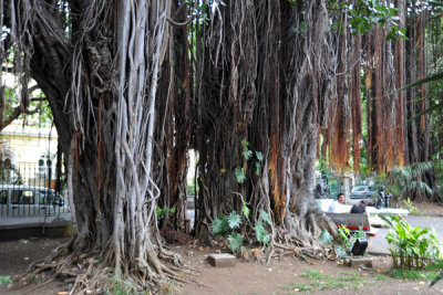 Company Garden - Jardin de la Compagnie, Port Louis