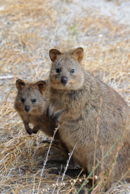 Quokkas - Rottnest Island