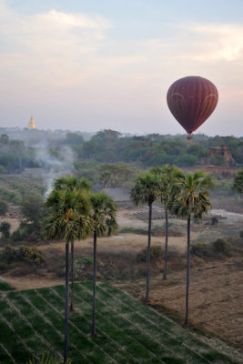 Treetop view of palms and paddies, Bagan