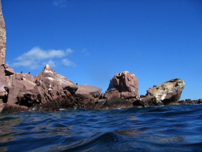 Diving off the sea lion colony, Los Islotes