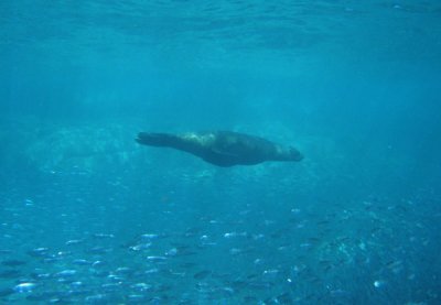 Sea Lion swimming over a large school of fish, Los Islotes