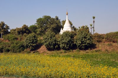 Field of sunflowers filling the former moat of the ancient Burmese capital of Inwa
