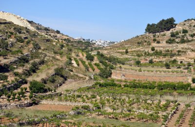 Fertile area of the West Bank north of Hebron