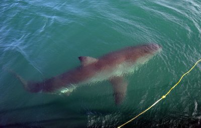 Great White Shark
