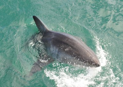 Great White Shark jumping out of the water
