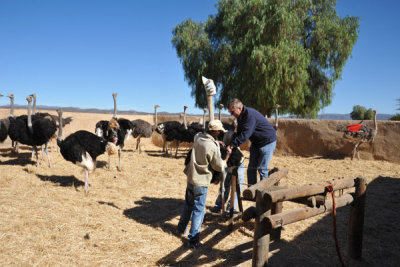 Preparing to mount the ostrich