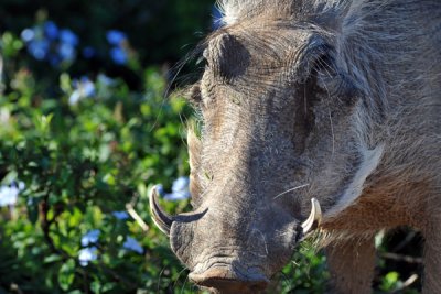 Warthog close-up, Addo Elephant National Park