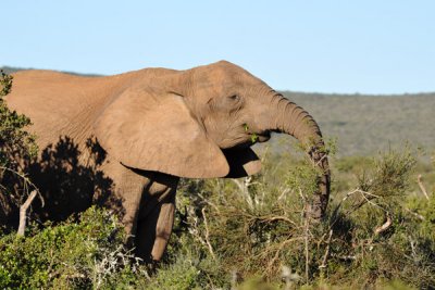 Addo Elephant National Park