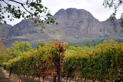 Helderberg with vineyard, Stellenbosch Winelands