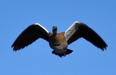 Egyptian goose in flight, Knysna