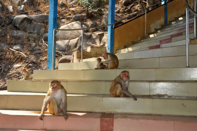 Monkeys on the steps leading to Popa Taung Kalat Monastery