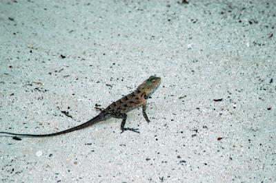 Lizard, Meerufenfushi