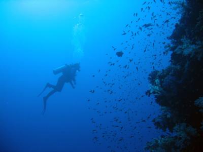 Elphinstone Reef