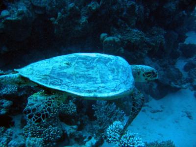 g3/93/329493/3/55908950.RedSeaJan06238.jpg