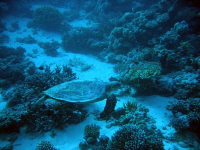 g3/93/329493/3/55908951.RedSeaJan06240.jpg