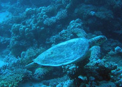 g3/93/329493/3/55908952.RedSeaJan06241.jpg