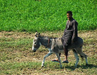 Man riding donkey through green field