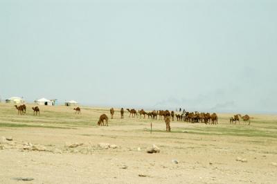 Camels along Highway 80