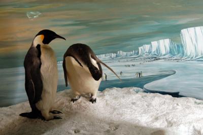 Antarctic Gallery, Canterbury Museum