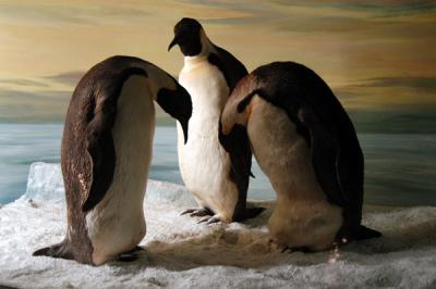 Emperor Penguins, Antarctic Gallery