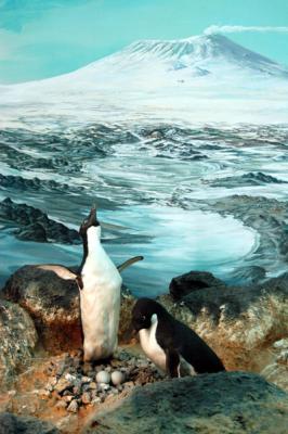 Penguins, Antarctic Gallery