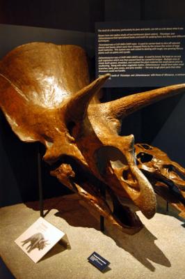 Triceratops