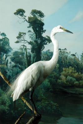 White Heron (Kotuku)