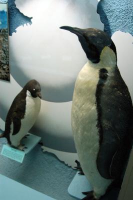 Penguins of the Southern Oceans