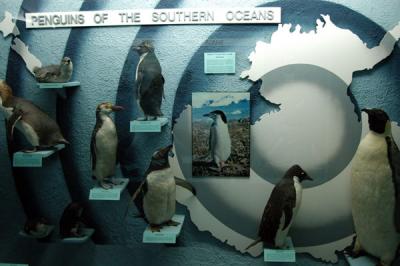 Penguins of the Southern Oceans