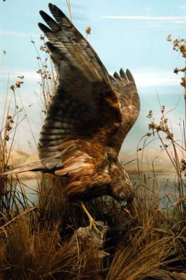 Australasian Harrier (Kahu)