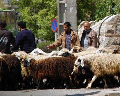 Sheep headed for a grim future, Shiraz