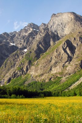 Field of yellow flowers and mountain, Romsdalen