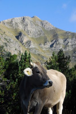 Swiss-style brown cow, Andorra