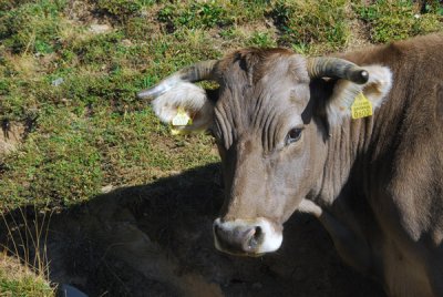 Brown cow, Andorra