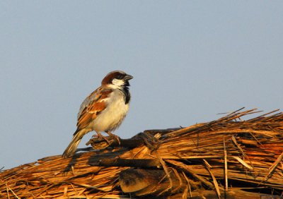 House Sparrow (Passer domesticus) Nepal
